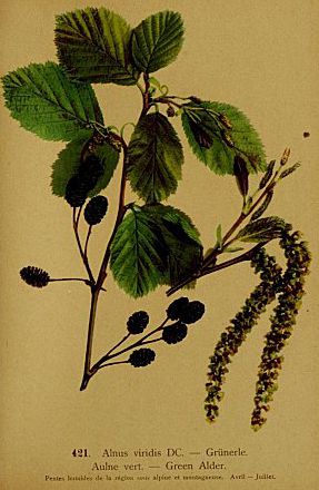 Image:Alnus_viridis.jpg