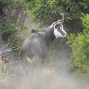 Chamois Rupicapra rupicapra Gilles Leblais002 BR.JPG