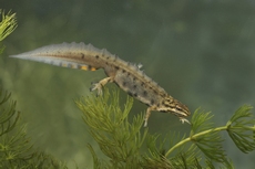 Lissotriton vulgaris RSPB images 1030167.jpg