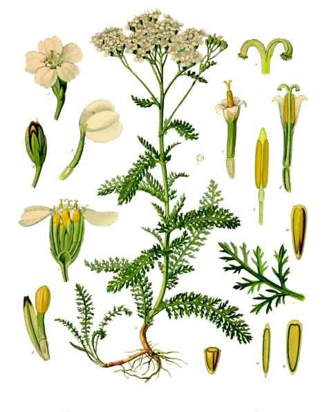 Achillea millefolium.jpg