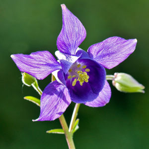 Ancolie commune Aquilegia vulgaris JJ Carlier 0083 BR.jpg