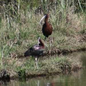 Image:Plegadis_falcinellus_Donana_3_Nicolas_Macaire_BR.jpg