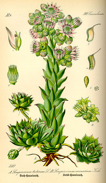 Image:Sempervivum_tectorum.jpg