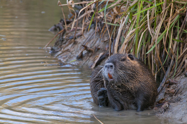 Ragondin Myocastor coypus JJ Carlier 1361 BR.jpg