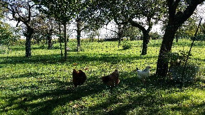 Image:3_poules_refuge_Andlau.jpg