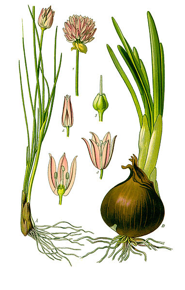 Image:Allium_schoenoprasum.jpg