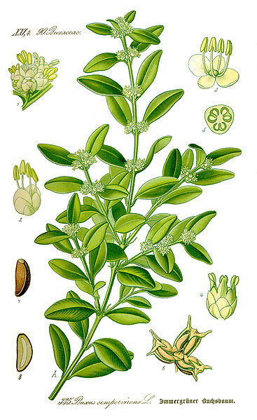 Buxus sempervirens.jpg