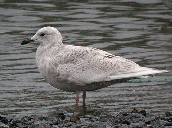 Goeland ailes blanches 1er hiver Alain Fosse.jpg