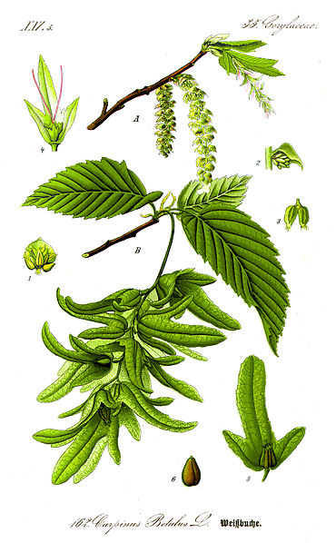 Image:Carpinus_betulus.jpg