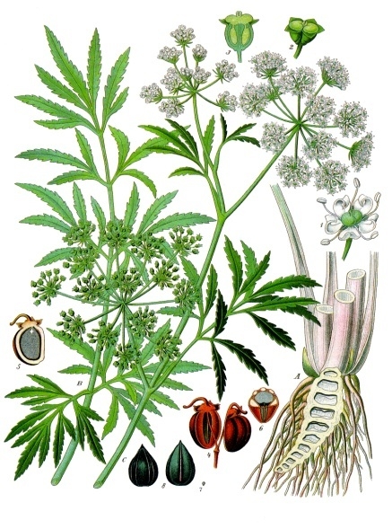 Cicuta virosa.jpg