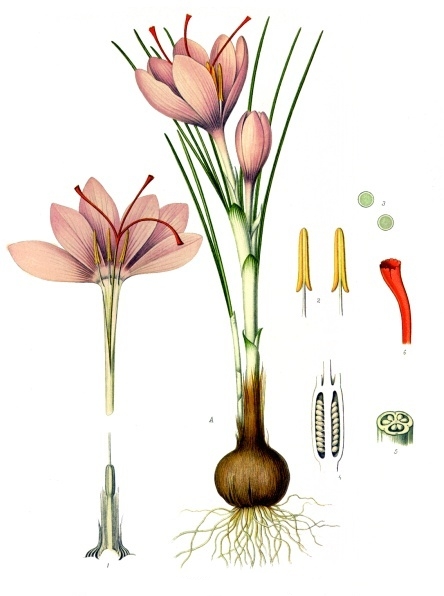 Image:Crocus_sativus_safran.jpg