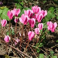 Image:Cyclamen_2_Nicolas_MacaireBR.JPG