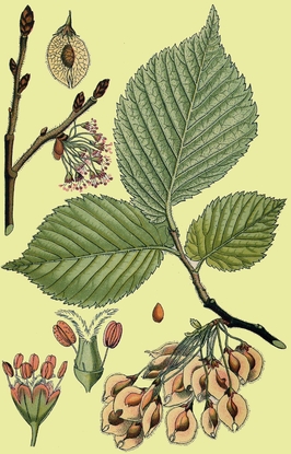 Orme pedoncule Ulmus laevis.jpg