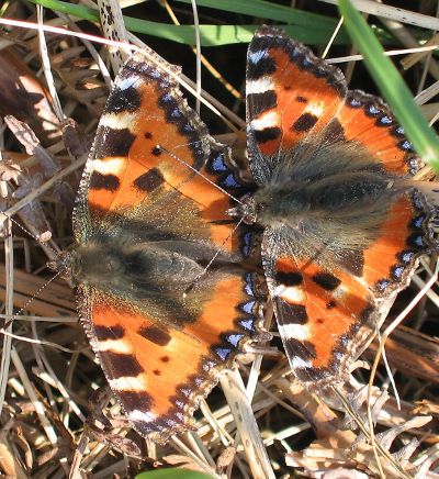 Image:Petites_tortues_Aglais_urticae_Gilles_BentzBR.JPG