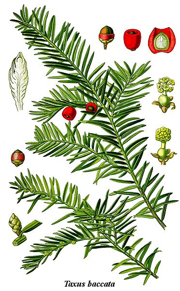 Image:Taxus_baccata.jpg