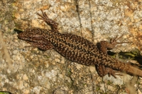 Image:Lezard_des_murailles_male_Gilles_Bentz_1BR.JPG