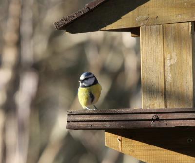 Image:Mésange_mangeoire.jpg