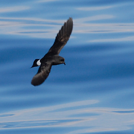 Image:Oceanite_tempete_Hydrobates_pelagicus_Gilles_Bentz_LPO.jpg