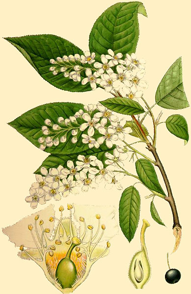 Image:Prunus_padus.jpg